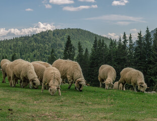 A herd of sheep in a beautiful mountain landscape