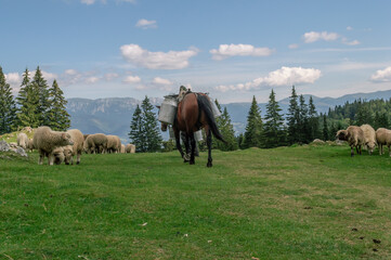 Horse carrying goats and sheep milk