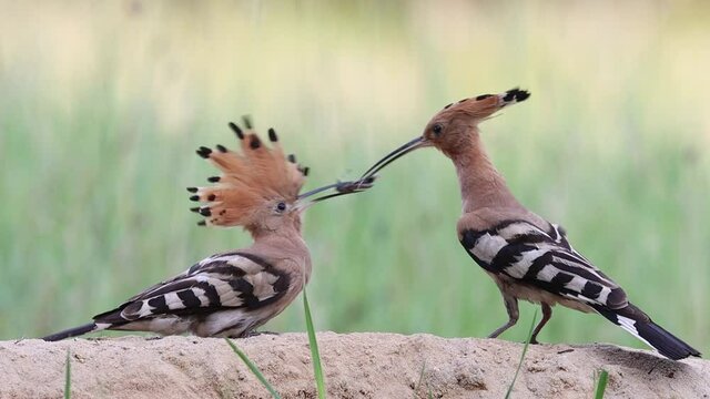 Couple of hoopoe in slow motion