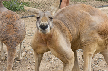 筋肉質なカンガルー
