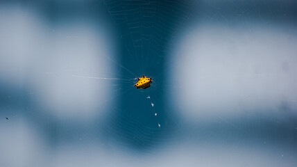 spider on the web