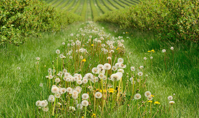 A large field with dandelions