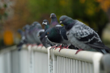 Pigeons in a row on a railing - stockphoto