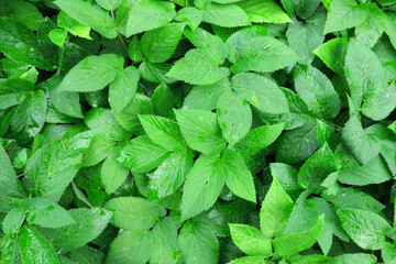 Top view of wet green leaves