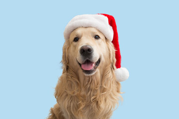 A dog, a Golden Retriever in a Christmas red hat.