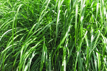 Long green grass close up