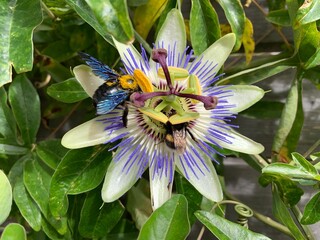 bees on passion fruit flower