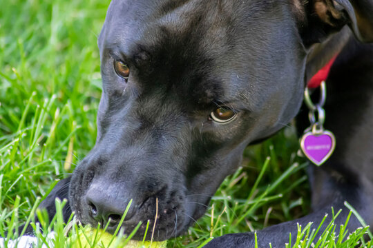 Labmix Close Up