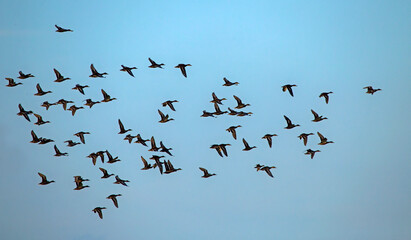 A large flock of ducks flying on the blue sky. Mallard, or Wild duck (Anas platyrhynchos).