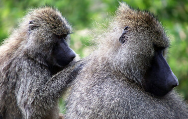 baboon parent and baby