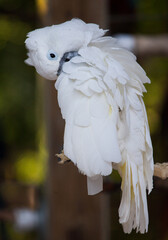 White cockatoo bends head to clean