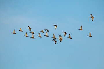 A large flock of ducks flying on the blue sky. Mallard, or Wild duck (Anas platyrhynchos).