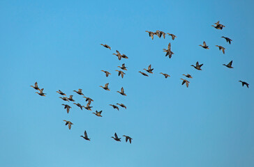 A large flock of ducks flying on the blue sky. Mallard, or Wild duck (Anas platyrhynchos).
