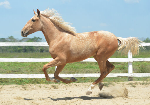caballo
