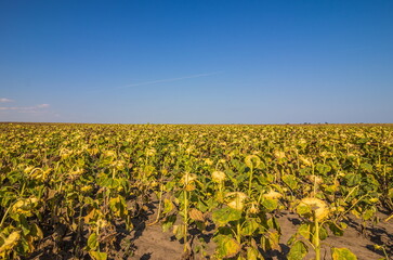 Ripe sunflower in the foreground in field of sunflowers on a sunny day.