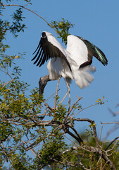 Wood stork looking for nesting material
