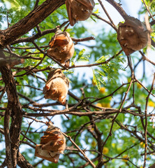 Fruit bats hanging in a tree (Hwange National Park, Zimbabwe)