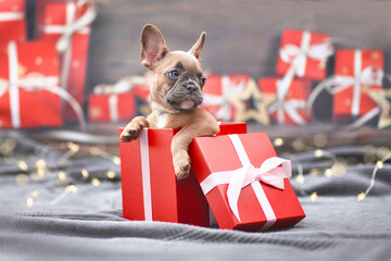 Cute French Bulldog dog puppy peeking out of red Christmas gift box with ribbon surrounded by...