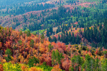 Alpine Loop Utah Fall Colors.