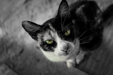 black and white cat