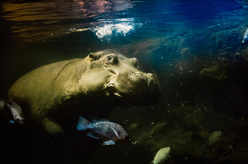 Duży hipopotam pływający w zbiorniku wodnym w otoczeniu ryb - obrazy, fototapety, plakaty