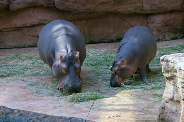 Dwa hipopotamy spożywające posiłek na betonowym wybiegu we wrocławskim ogrodzie zoologicznym