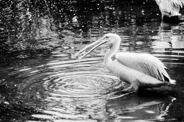 Ujęcie pelikana łapiącego rybę w czarno-białym ujęciu