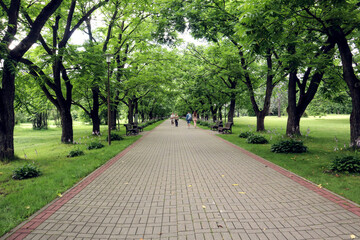 Old Rowan alley of the Central Botanical garden in Minsk - a favorite place for tourists to walk, side view