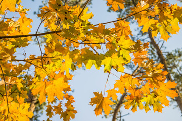 Naklejka na ściany i meble Bright yellow and green maple eaves on twigs with most autumn leaves already turning yellow (as the autumn concept), selective focus them