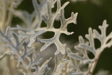 białe  gałązki  rośliny  wyglądają  jak  ośnieżone