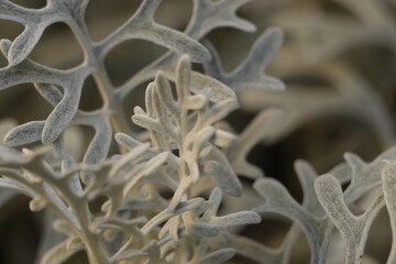 plątanina  białych  kwiatów  przypominających  rogi  zwierzaka - obrazy, fototapety, plakaty