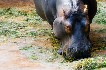 Ujęcie z bliska hipopotam w trakcie spożywania posiłku na wybiegu w ogrodzie zoologicznym