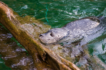 Fototapeta Szara foka wynurzająca się spod wody i odpoczywająca na kawałku drewna  obraz