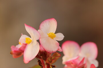 Fototapeta na wymiar różowe kwiaty w ogrodzie jesienną porą 