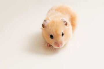 beige fluffy hamster on a white background, rodent