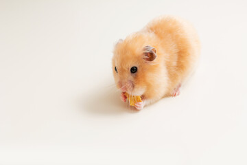 beige fluffy hamster on a white background, rodent,  fluffy beige hamster lives in its paws food