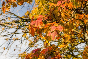 Obraz na płótnie Canvas Beautiful red and yellow autumn maple leaves on trees in park against the blue sky