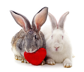 Two rabbits with toy heart.