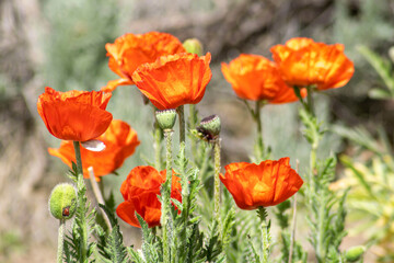 Red Poppies