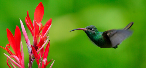 colibr&iacute;
