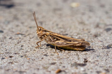 Large brown grasshopper sitting on the road summer day.