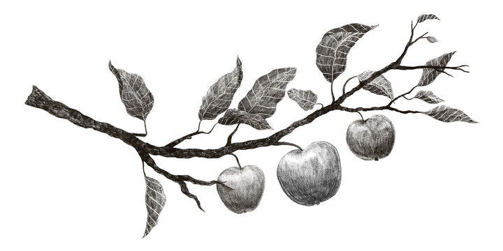 Hand drawn vintage branch of apple tree on white background. Pencil sketch.