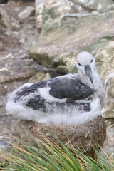 Fluffy wandering albatross chick in nest, Falkland Islands