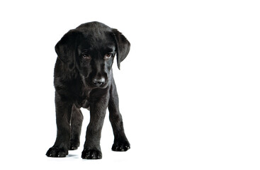 Little playful black dog. Labrador Retriever. 