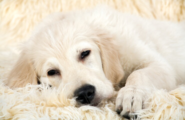Little dog lying on a fur. Golden Retriever. 