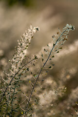 shepherd's purse in the morning
