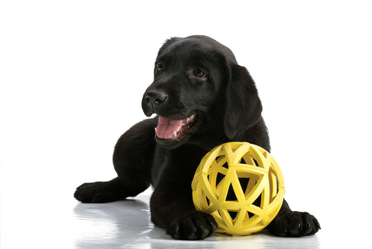 Little playful black dog. Labrador Retriever. 