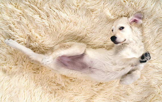 Little dog lying on a fur. Golden Retriever. 