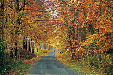 Forest during autumn. Leaves have fallen from trees. 