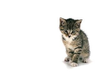 Young gray kitten. Cute and playful. 